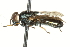  ( - CNC DIPTERA 106546)  @11 [ ] CreativeCommons - Attribution (2011) CNC/CBG Photography Group Centre for Biodiversity Genomics