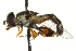  ( - CNC DIPTERA 106560)  @13 [ ] CreativeCommons - Attribution (2011) CNC/CBG Photography Group Centre for Biodiversity Genomics