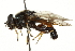  (Xylota ignava - CNC DIPTERA 106564)  @14 [ ] CreativeCommons - Attribution (2011) CNC/CBG Photography Group Centre for Biodiversity Genomics