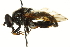  ( - CNC DIPTERA 106565)  @13 [ ] CreativeCommons - Attribution (2011) CNC/CBG Photography Group Centre for Biodiversity Genomics
