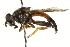  ( - CNC DIPTERA 106571)  @11 [ ] CreativeCommons - Attribution (2011) CNC/CBG Photography Group Centre for Biodiversity Genomics