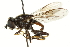 ( - CNC DIPTERA 106573)  @13 [ ] CreativeCommons - Attribution (2011) CNC/CBG Photography Group Centre for Biodiversity Genomics