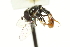  ( - CNC DIPTERA 106589)  @13 [ ] CreativeCommons - Attribution (2011) CNC/CBG Photography Group Centre for Biodiversity Genomics