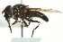  ( - CNC DIPTERA 1079)  @13 [ ] CreativeCommons - Attribution (2011) CNC/CBG Photography Group Centre for Biodiversity Genomics
