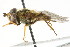  ( - CNC DIPTERA 11194)  @13 [ ] CreativeCommons - Attribution (2011) CNC/CBG Photography Group Centre for Biodiversity Genomics