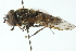  ( - CNC DIPTERA 11246)  @14 [ ] CreativeCommons - Attribution (2011) CNC/CBG Photography Group Centre for Biodiversity Genomics