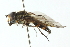  ( - CNC DIPTERA 11251)  @13 [ ] CreativeCommons - Attribution (2011) CNC/CBG Photography Group Centre for Biodiversity Genomics