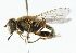  ( - CNC DIPTERA 11267)  @13 [ ] CreativeCommons - Attribution (2011) CNC/CBG Photography Group Centre for Biodiversity Genomics