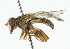  ( - CNC DIPTERA 11280)  @12 [ ] CreativeCommons - Attribution (2011) CNC/CBG Photography Group Centre for Biodiversity Genomics