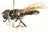  ( - CNC DIPTERA 119)  @14 [ ] CreativeCommons - Attribution (2011) CNC/CBG Photography Group Centre for Biodiversity Genomics