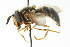  (Chrysotoxum derivatum - CNC DIPTERA 11912)  @13 [ ] CreativeCommons - Attribution (2011) CNC/CBG Photography Group Centre for Biodiversity Genomics