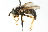  ( - CNC DIPTERA 11914)  @13 [ ] CreativeCommons - Attribution (2011) CNC/CBG Photography Group Centre for Biodiversity Genomics