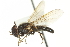  ( - CNC DIPTERA 1195)  @13 [ ] CreativeCommons - Attribution (2011) CNC/CBG Photography Group Centre for Biodiversity Genomics