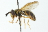  (Chrysotoxum plumeum - CNC DIPTERA 11983)  @15 [ ] CreativeCommons - Attribution (2011) CNC/CBG Photography Group Centre for Biodiversity Genomics
