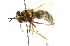  ( - CNC DIPTERA 13518)  @13 [ ] CreativeCommons - Attribution (2011) CNC/CBG Photography Group Centre for Biodiversity Genomics