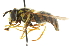  ( - CNC DIPTERA 13519)  @13 [ ] CreativeCommons - Attribution (2011) CNC/CBG Photography Group Centre for Biodiversity Genomics