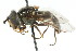  ( - CNC DIPTERA 13662)  @11 [ ] CreativeCommons - Attribution (2011) CNC/CBG Photography Group Centre for Biodiversity Genomics