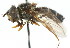  ( - CNC DIPTERA 13676)  @13 [ ] CreativeCommons - Attribution (2011) CNC/CBG Photography Group Centre for Biodiversity Genomics