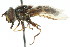  ( - CNC DIPTERA 13677)  @11 [ ] CreativeCommons - Attribution (2011) CNC/CBG Photography Group Centre for Biodiversity Genomics