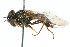  ( - CNC DIPTERA 13693)  @11 [ ] CreativeCommons - Attribution (2011) CNC/CBG Photography Group Centre for Biodiversity Genomics