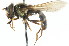  ( - CNC DIPTERA 14027)  @13 [ ] CreativeCommons - Attribution (2011) CNC/CBG Photography Group Centre for Biodiversity Genomics