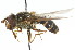  ( - CNC DIPTERA 14028)  @13 [ ] CreativeCommons - Attribution (2011) CNC/CBG Photography Group Centre for Biodiversity Genomics
