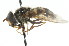  ( - CNC DIPTERA 14035)  @13 [ ] CreativeCommons - Attribution (2011) CNC/CBG Photography Group Centre for Biodiversity Genomics