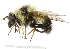  ( - CNC DIPTERA 14782)  @11 [ ] CreativeCommons - Attribution (2011) CNC/CBG Photography Group Centre for Biodiversity Genomics