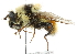  ( - CNC DIPTERA 14786)  @14 [ ] CreativeCommons - Attribution (2011) CNC/CBG Photography Group Centre for Biodiversity Genomics