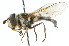 (Didea - CNC DIPTERA 14827)  @16 [ ] CreativeCommons - Attribution (2011) CNC/CBG Photography Group Centre for Biodiversity Genomics
