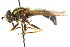  ( - CNC DIPTERA 14954)  @14 [ ] CreativeCommons - Attribution (2011) CNC/CBG Photography Group Centre for Biodiversity Genomics