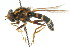  ( - CNC DIPTERA 14958)  @11 [ ] CreativeCommons - Attribution (2011) CNC/CBG Photography Group Centre for Biodiversity Genomics