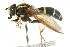  ( - CNC DIPTERA 14962)  @14 [ ] CreativeCommons - Attribution (2011) CNC/CBG Photography Group Centre for Biodiversity Genomics