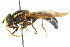 ( - CNC DIPTERA 14963)  @11 [ ] CreativeCommons - Attribution (2011) CNC/CBG Photography Group Centre for Biodiversity Genomics
