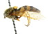  ( - CNC DIPTERA 15280)  @11 [ ] CreativeCommons - Attribution (2011) CNC/CBG Photography Group Centre for Biodiversity Genomics
