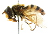  ( - CNC DIPTERA 15294)  @14 [ ] CreativeCommons - Attribution (2011) CNC/CBG Photography Group Centre for Biodiversity Genomics