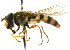  ( - CNC DIPTERA 15286)  @14 [ ] CreativeCommons - Attribution (2011) CNC/CBG Photography Group Centre for Biodiversity Genomics