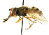  ( - CNC DIPTERA 15287)  @13 [ ] CreativeCommons - Attribution (2011) CNC/CBG Photography Group Centre for Biodiversity Genomics