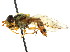  (Epistrophe - CNC DIPTERA 15356)  @16 [ ] CreativeCommons - Attribution (2011) CNC/CBG Photography Group Centre for Biodiversity Genomics
