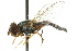  ( - CNC DIPTERA 15368)  @13 [ ] CreativeCommons - Attribution (2011) CNC/CBG Photography Group Centre for Biodiversity Genomics