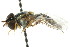  ( - CNC DIPTERA 15369)  @12 [ ] CreativeCommons - Attribution (2011) CNC/CBG Photography Group Centre for Biodiversity Genomics