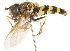 (Eriozona - CNC DIPTERA 15567)  @15 [ ] CreativeCommons - Attribution (2011) CNC/CBG Photography Group Centre for Biodiversity Genomics