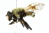  ( - CNC DIPTERA 1564)  @14 [ ] CreativeCommons - Attribution (2011) CNC/CBG Photography Group Centre for Biodiversity Genomics