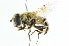  ( - CNC DIPTERA 1592)  @14 [ ] CreativeCommons - Attribution (2011) CNC/CBG Photography Group Centre for Biodiversity Genomics