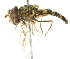  ( - CNC DIPTERA 15979)  @11 [ ] CreativeCommons - Attribution (2011) CNC/CBG Photography Group Centre for Biodiversity Genomics