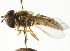  ( - CNC DIPTERA 16008)  @11 [ ] CreativeCommons - Attribution (2011) CNC/CBG Photography Group Centre for Biodiversity Genomics