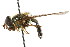  ( - CNC DIPTERA 16041)  @13 [ ] CreativeCommons - Attribution (2011) CNC/CBG Photography Group Centre for Biodiversity Genomics