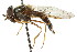  (Lapposyrphus - CNC DIPTERA 16085)  @15 [ ] CreativeCommons - Attribution (2011) CNC/CBG Photography Group Centre for Biodiversity Genomics