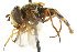  ( - CNC DIPTERA 17368)  @11 [ ] CreativeCommons - Attribution (2011) CNC/CBG Photography Group Centre for Biodiversity Genomics
