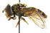  ( - CNC DIPTERA 17383)  @11 [ ] CreativeCommons - Attribution (2011) CNC/CBG Photography Group Centre for Biodiversity Genomics